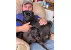 Black Pug Puppies for sale Near Me| Pugs for sale near me| Cheap Pug puppies| Pug Puppies 