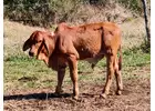 Red brahman cow and bulls
