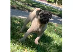 Pug puppies for sale near me | Teacup pug puppies