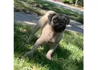 Pug puppies for sale near me | Teacup pug puppies