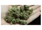 Buy Marijuana Strains and Weed Online WhatsApp +90 534 363 59 03.