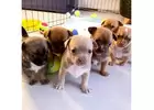 Find the Perfect Chihuahua Puppy for Sale Near Me Today
